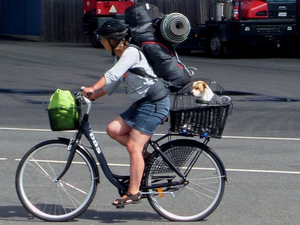 This dog has its own personal chauffeur 